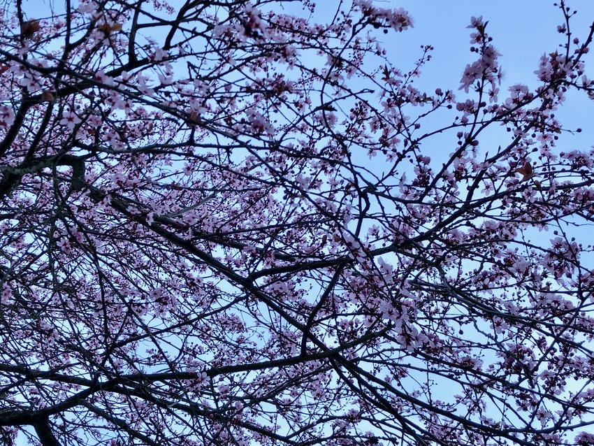 桜が咲き始めた