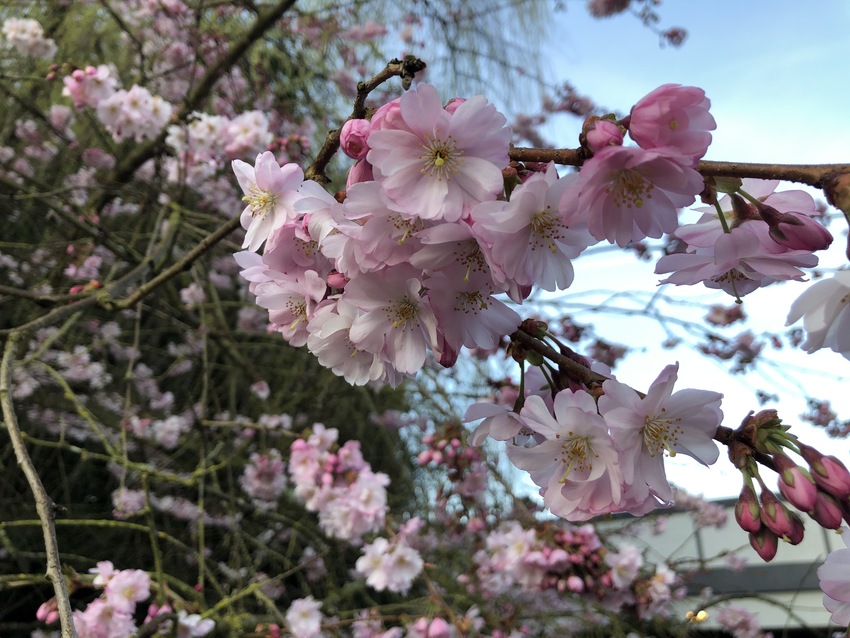 米国でも桜の季節です。