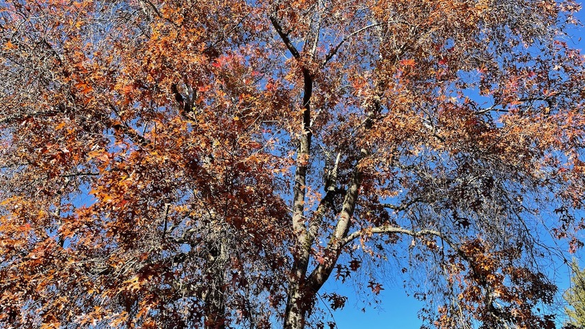 この木から毎日すごい量の落ち葉...