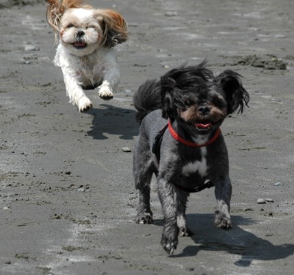 犬だって楽しいときには笑う？！...