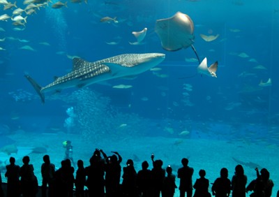 世界最大の水族館　美ら海（ちゅ...