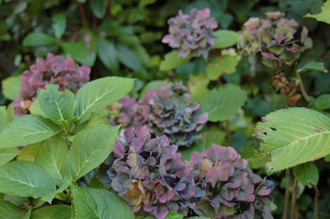 紫陽花は今
