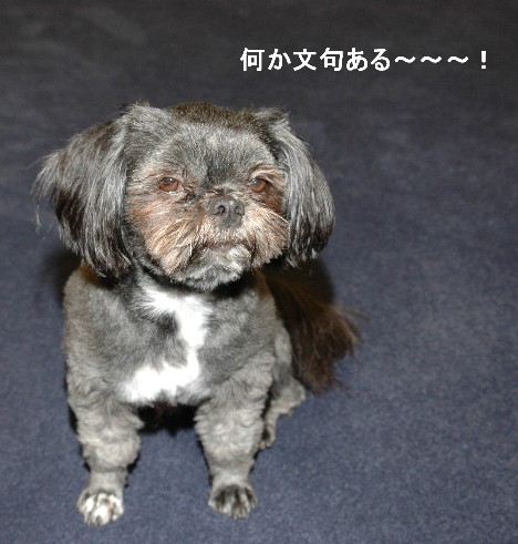 ポンポンさんの表情を翻訳する