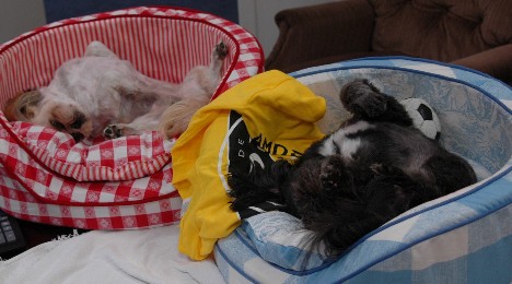 犬が安心して寝るとき