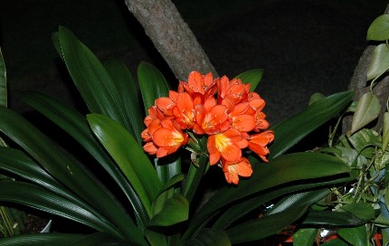 花の季節