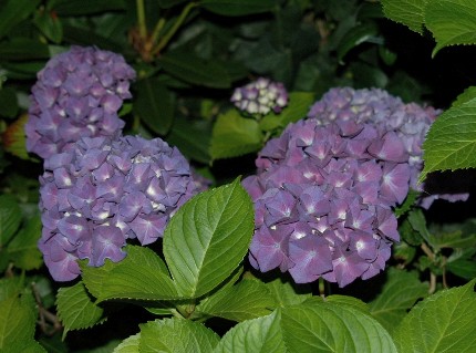 遅くなりましたが、紫陽花が咲き...