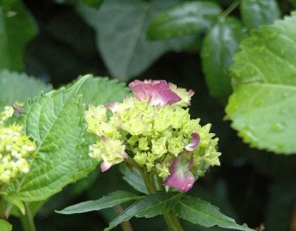 【イベント紫陽花】 ６月１２日...