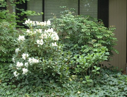 【イベント紫陽花】 咲いていな...