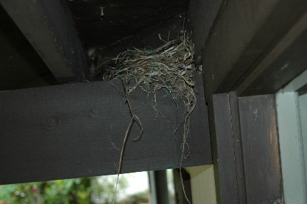 家に鳥が巣を作った