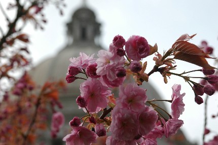 ワシントンと桜