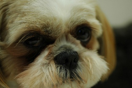 昨日の写真はかわいそうなので・...