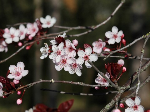 桜、さくら、サクラ