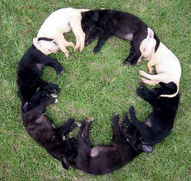輪