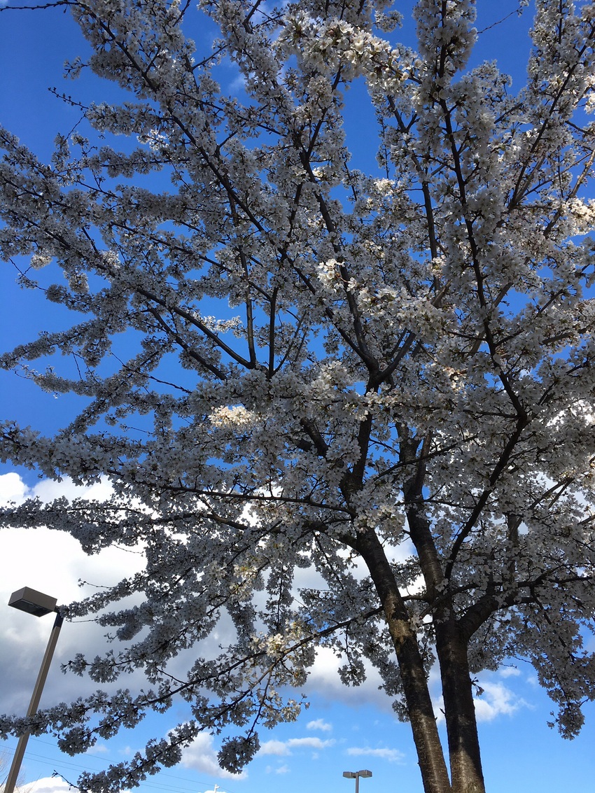 桜の季節を迎えました