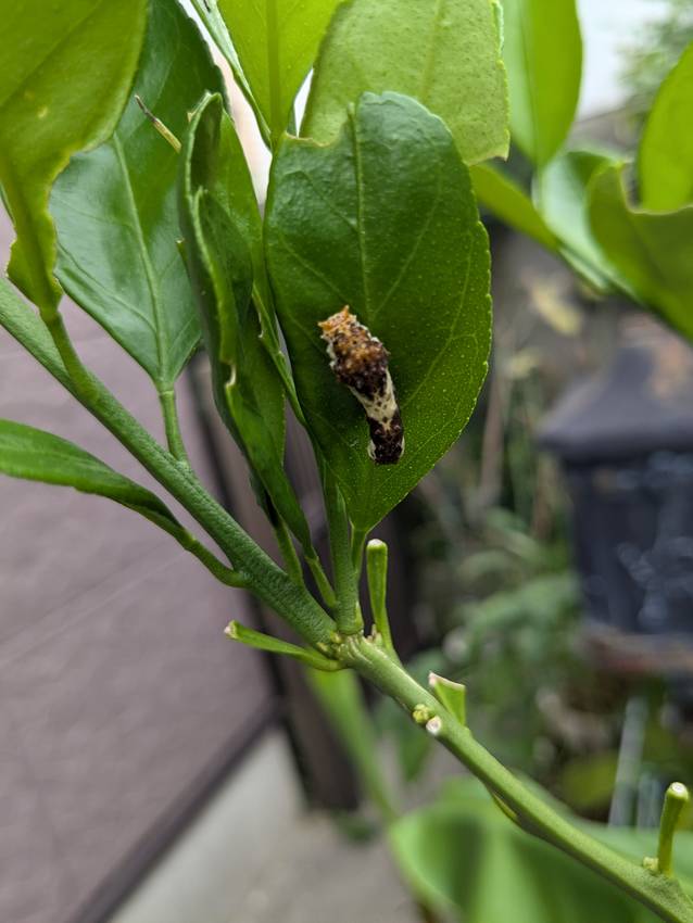 みかんの葉にいた幼虫...