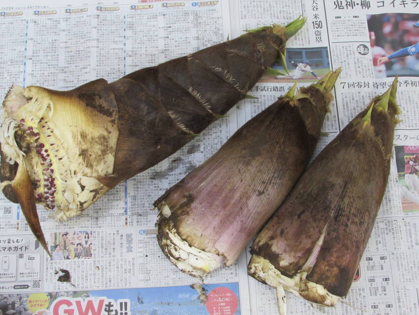 長寿の家がある野川地域で朝掘っ...
