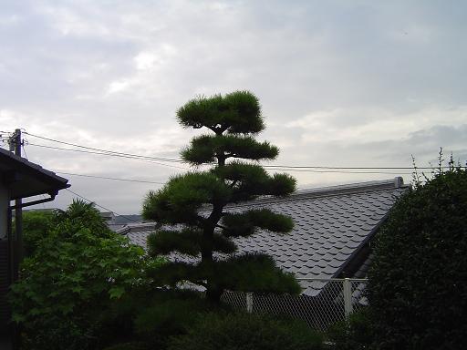久しぶりの雨らしい雨、雷雨でし...