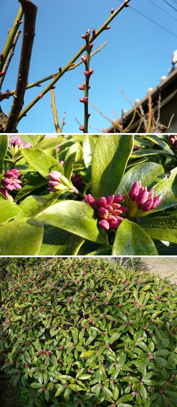 2月になりました、まだまだ「蕾...