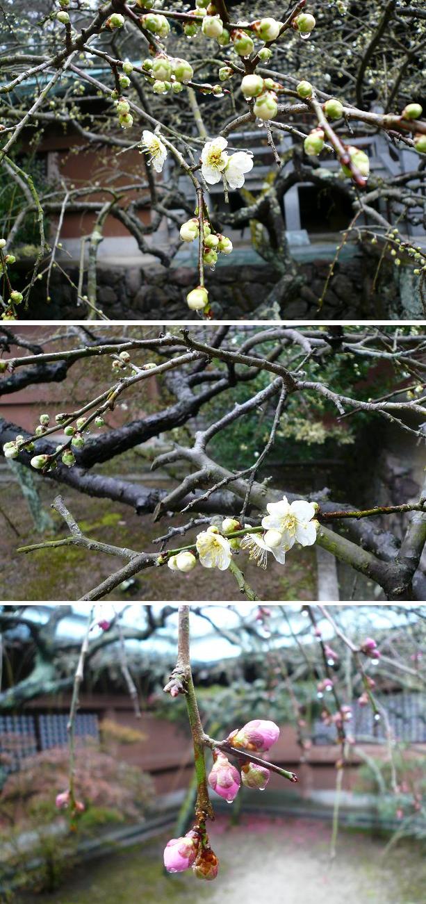 五色台「根香寺」の梅