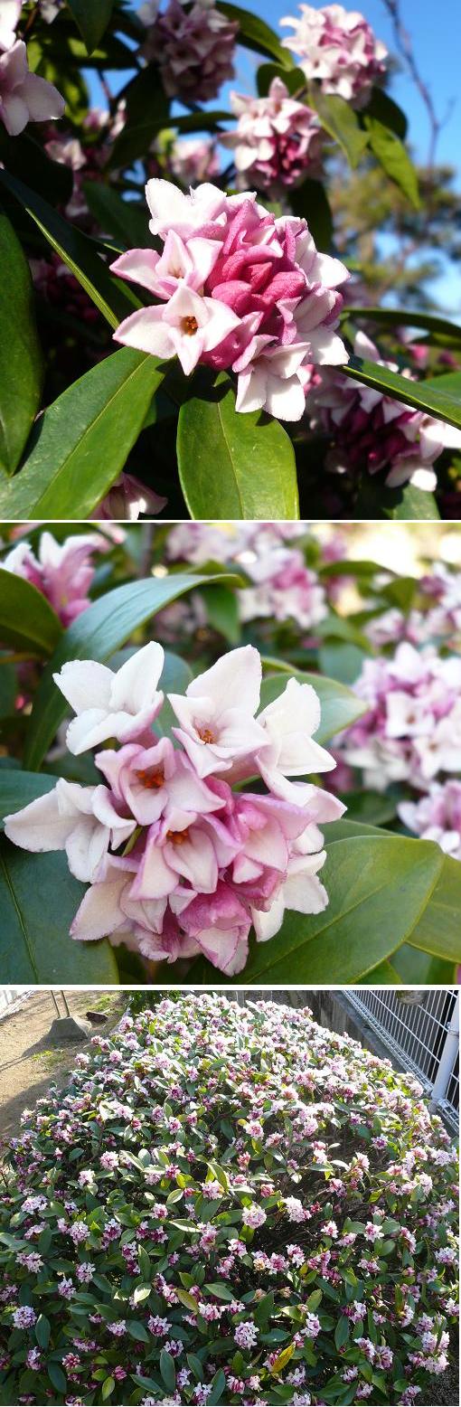 「沈丁花」満開！(^_-)-☆