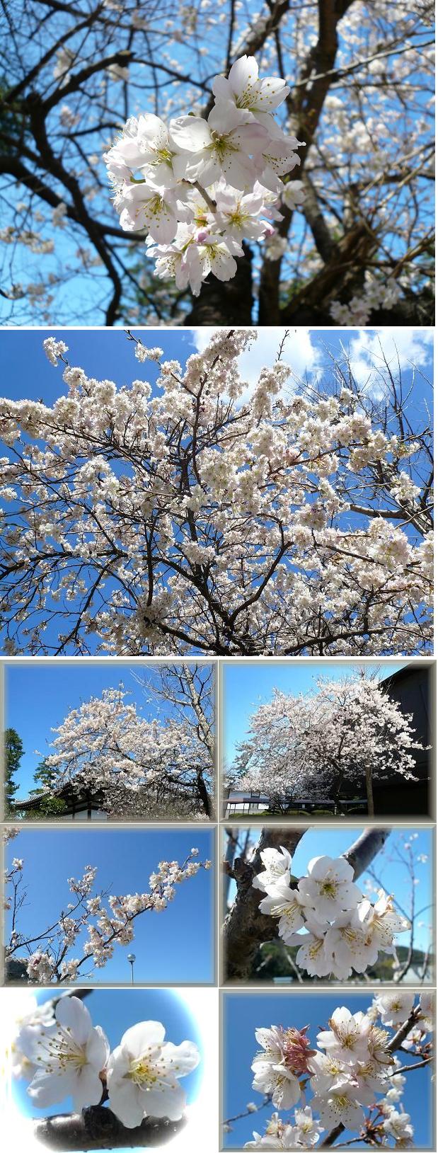 善通寺　涅槃桜　満開！