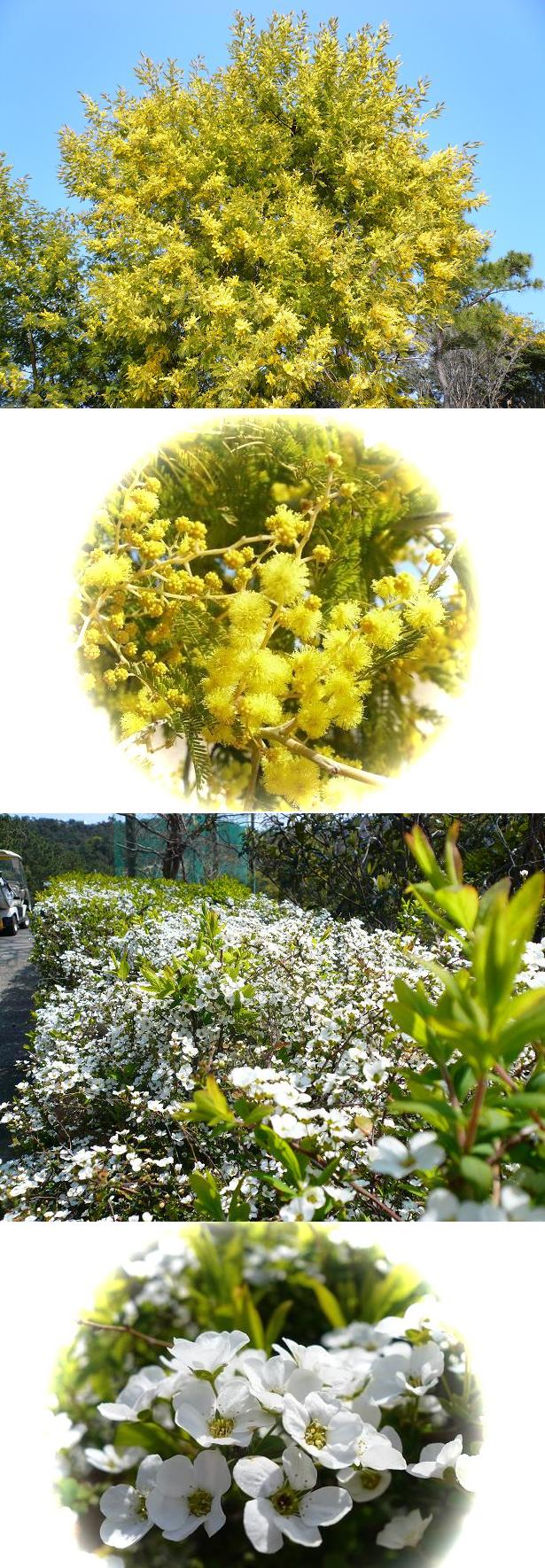 志渡CCの花