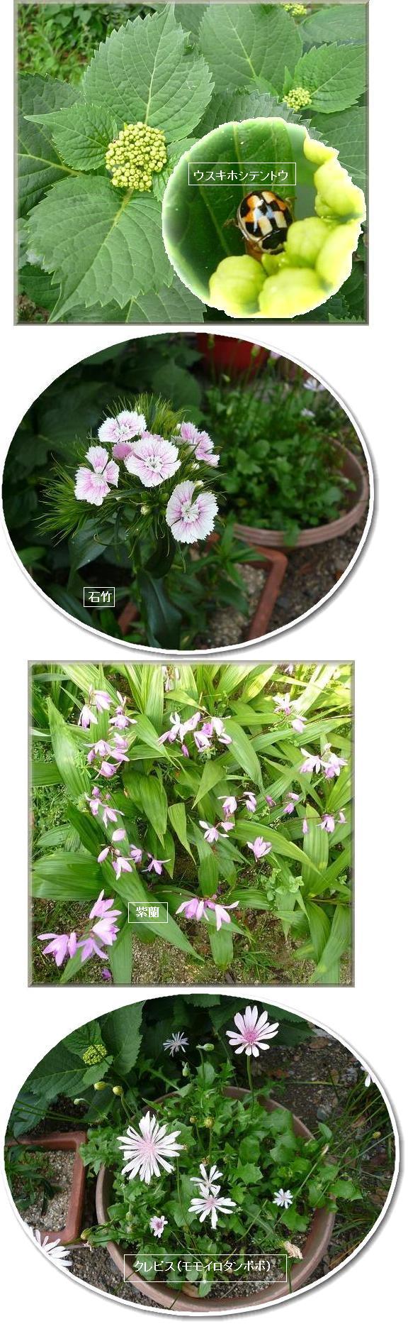 5月8日の庭の花