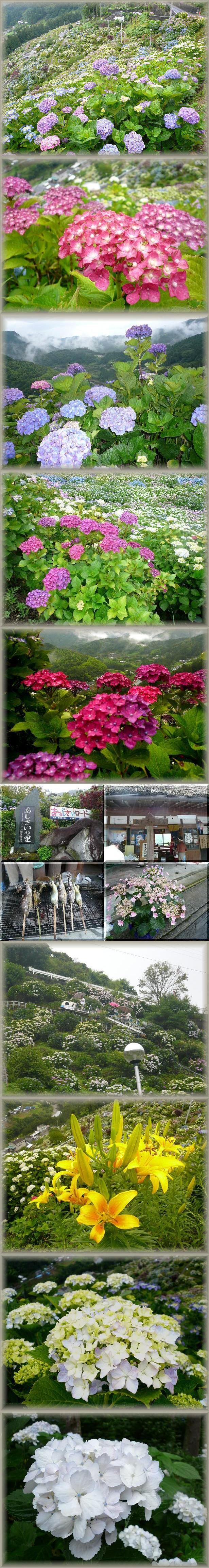 雨の紫陽花ロード