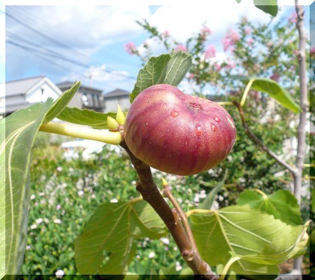 無花果って、季節は今よね！