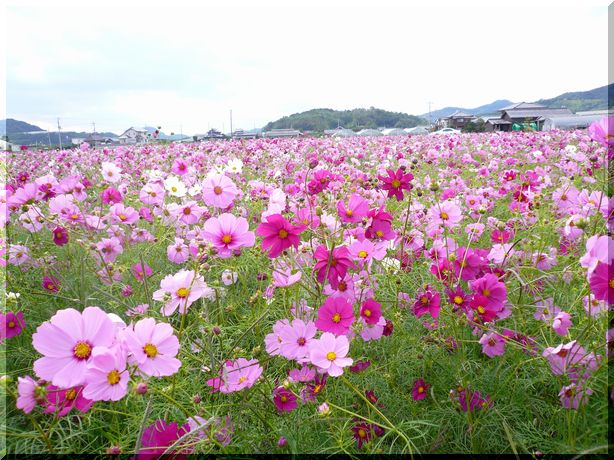 野間コスモスの里