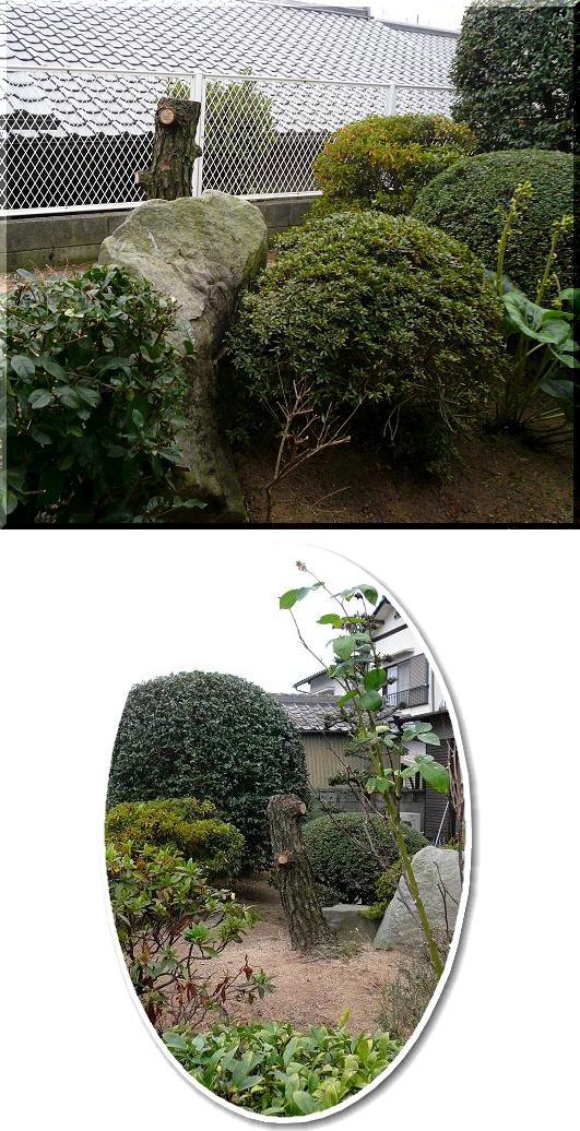 枯れた松のその後
