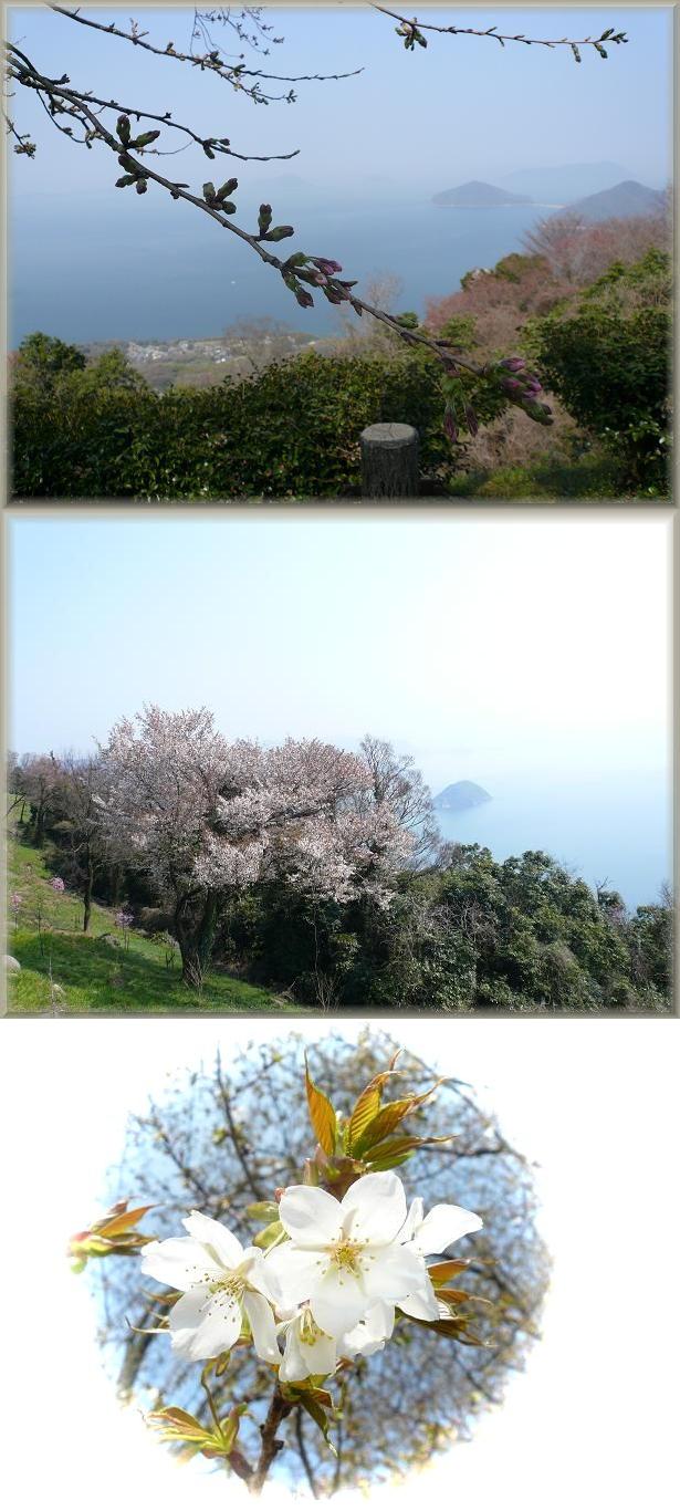 スパム退治中！【紫雲出山の山桜...