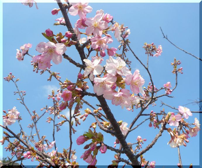 河津桜　3分咲きでした　(^_...