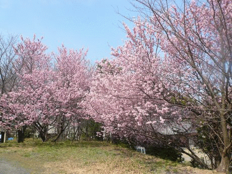 雪割桜とメジロ