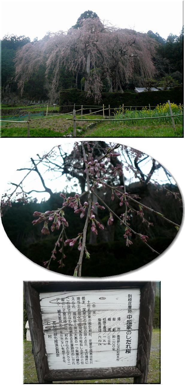 枝垂桜-高知県仁淀川町-中越家...