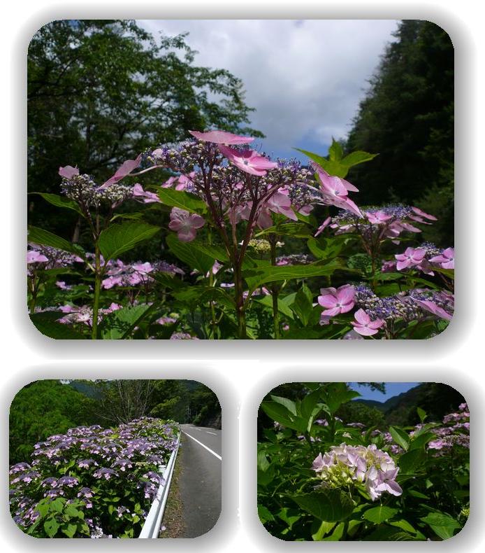 紫陽花ロード