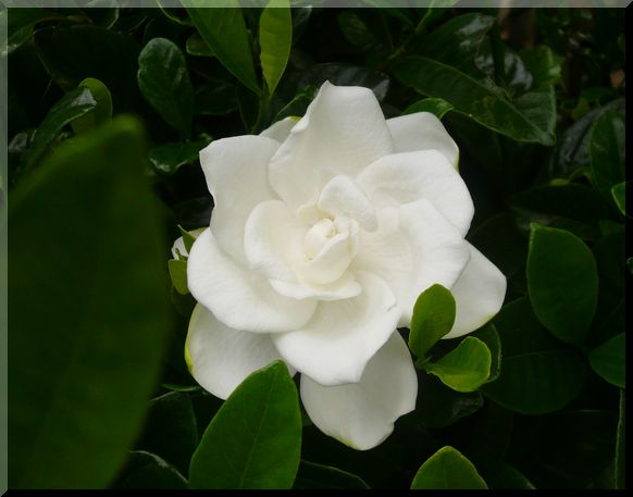 くちなしの花がぁ〜♪