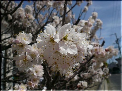 初桜たより