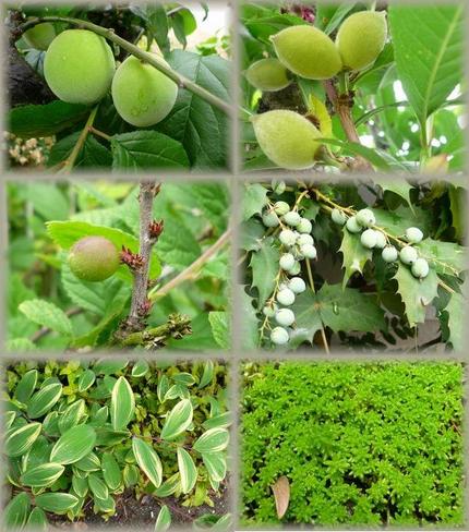 庭のGreenたち!