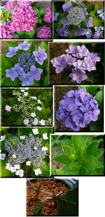我が家の紫陽花いろいろ