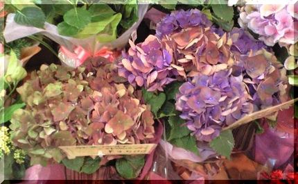 紫陽花は欲しいけど、コレはパス...