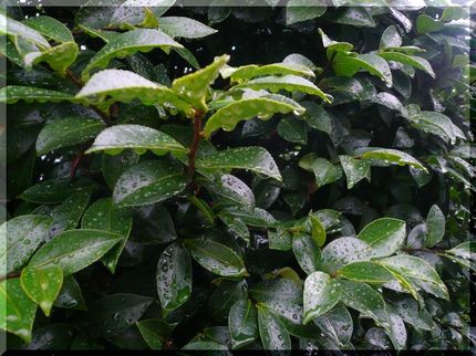 やっと雨らしい雨！