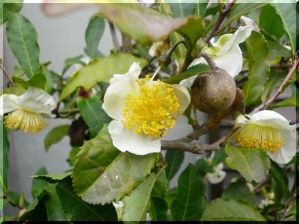 お茶の花