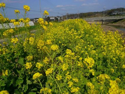 菜の花が綺麗！