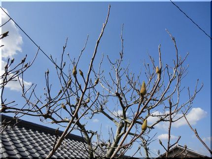 紫、まだまだ硬いです