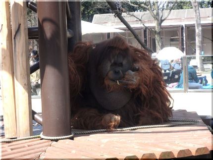 とべ動物園　オラウータンのsk...