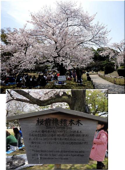 香川県の桜前線標準木
