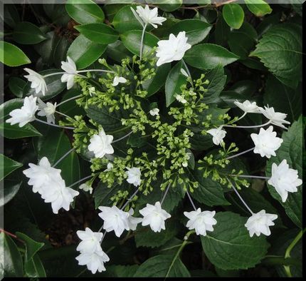 隅田の花火