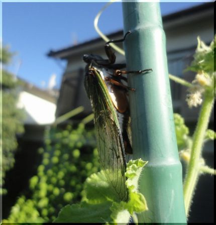 やっぱり今朝もお尻ふりふりクマ...