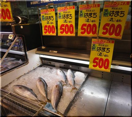 天然ハマチ、なんで安いの？豊漁...